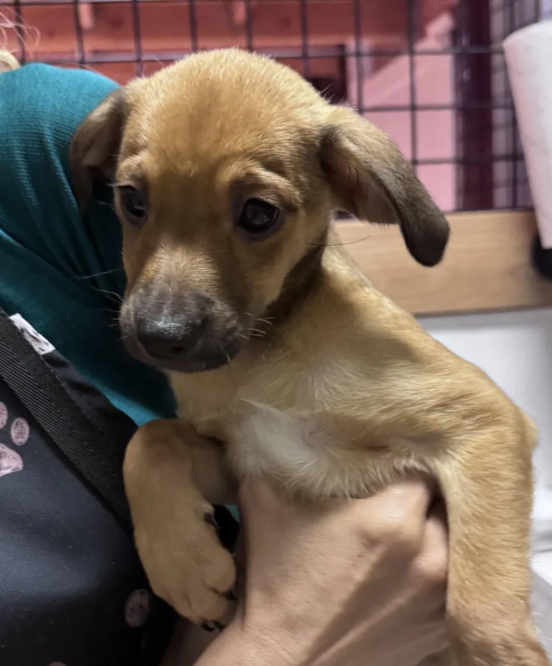 A baby small-sized male Brown / Chocolate Chihuahua dog named Rubble Patrol for adoption in Thousand Oaks, CA