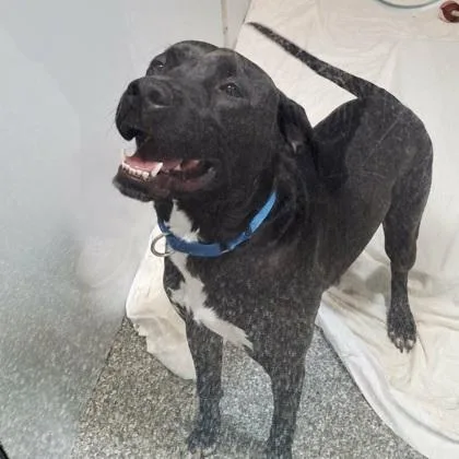 An adult small-sized male Labrador Retriever dog named Malachite for adoption in Voorhees, NJ