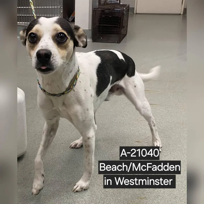 A baby medium-sized male White / Cream Jack Russell Terrier dog named Wagsstray for adoption in Westminster, CA