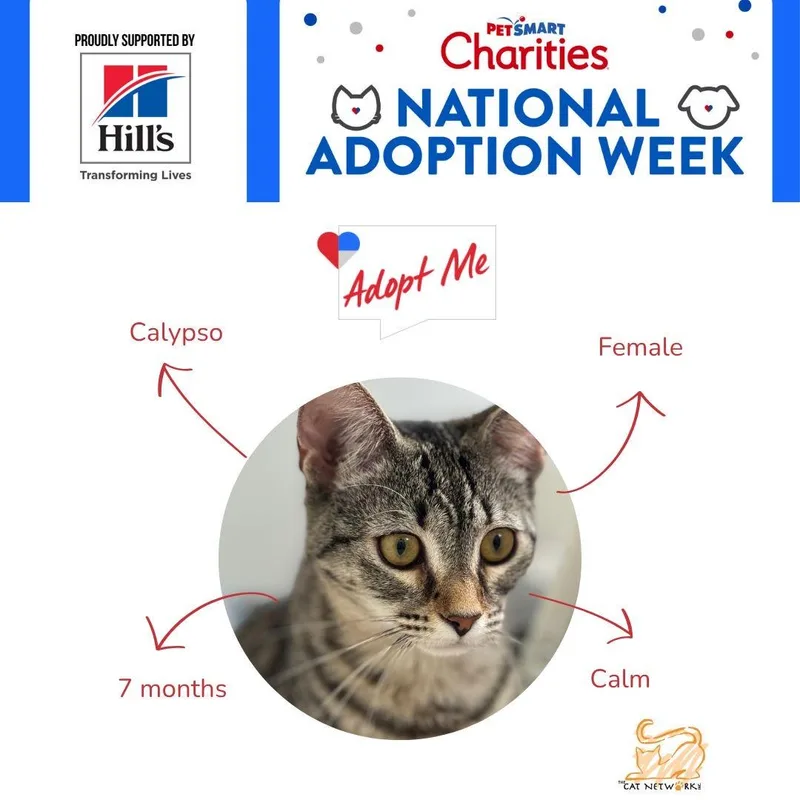 Coco Calypso thumbnail 2