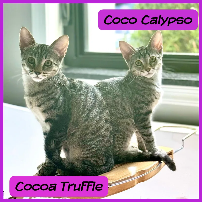 Coco Calypso thumbnail 3