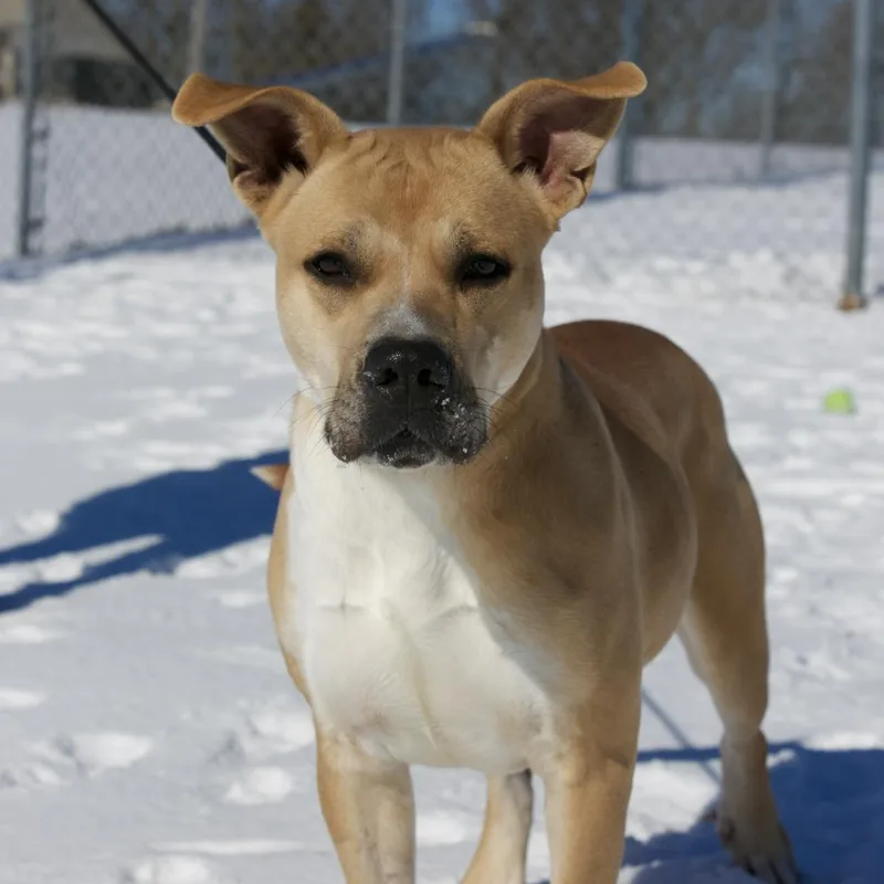 Snow & Bean thumbnail 2