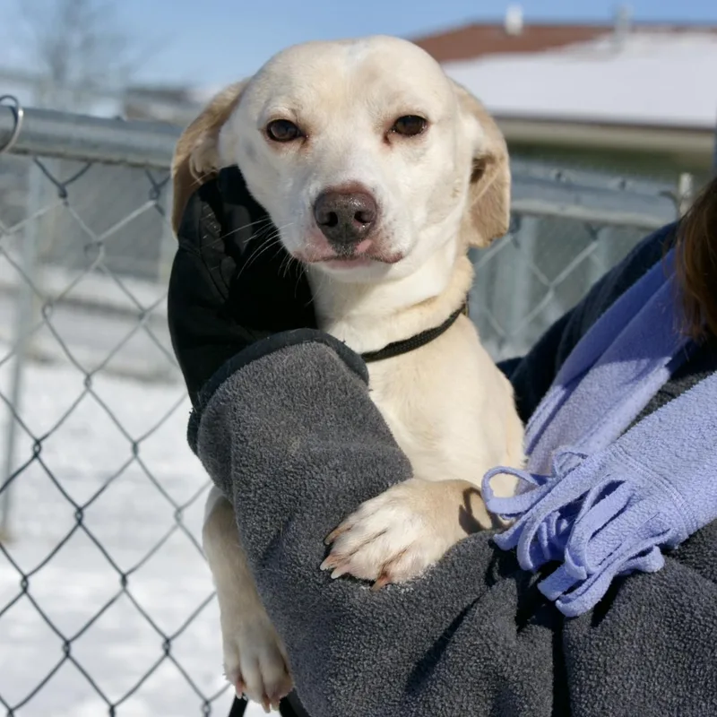 Snow & Bean thumbnail 3