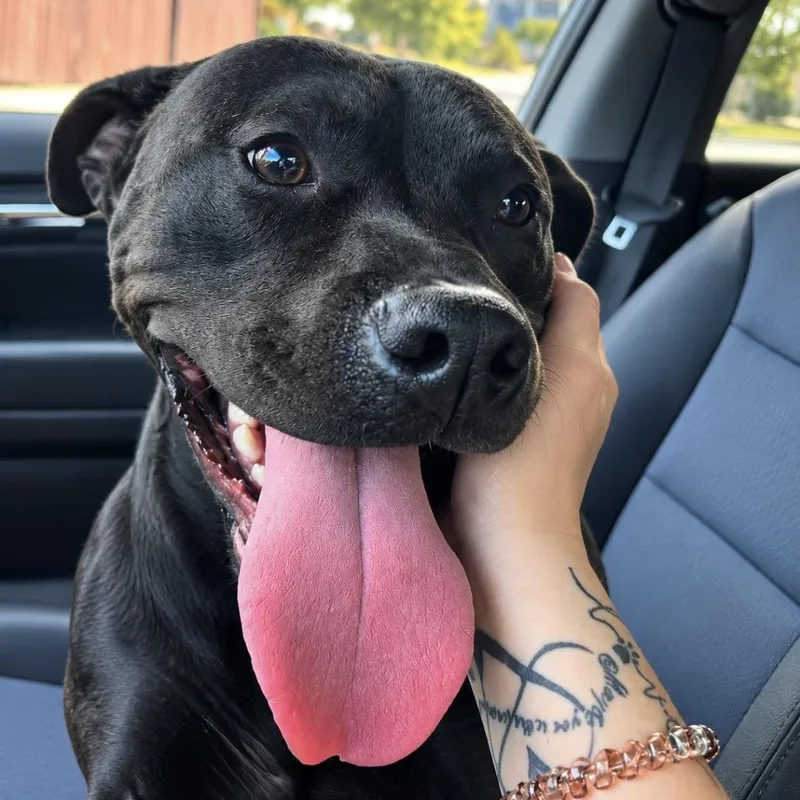 An adult medium-sized male American Staffordshire Terrier dog named River for adoption in Bartlett, TN