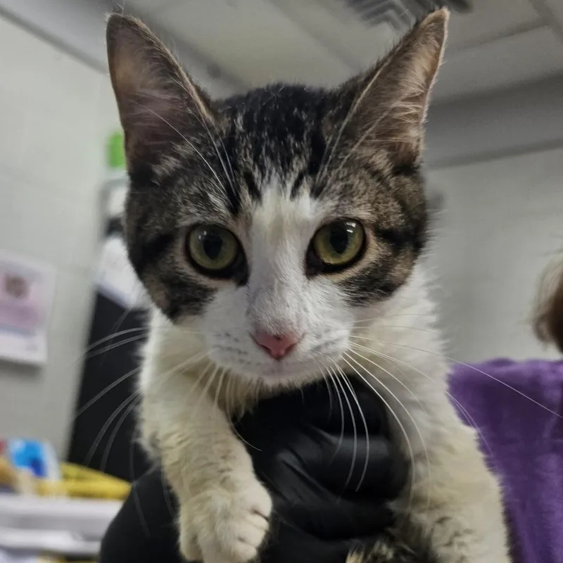An adult medium-sized female Brown / Chocolate Domestic Short Hair cat named Holly Blue for adoption in Evansville, IN