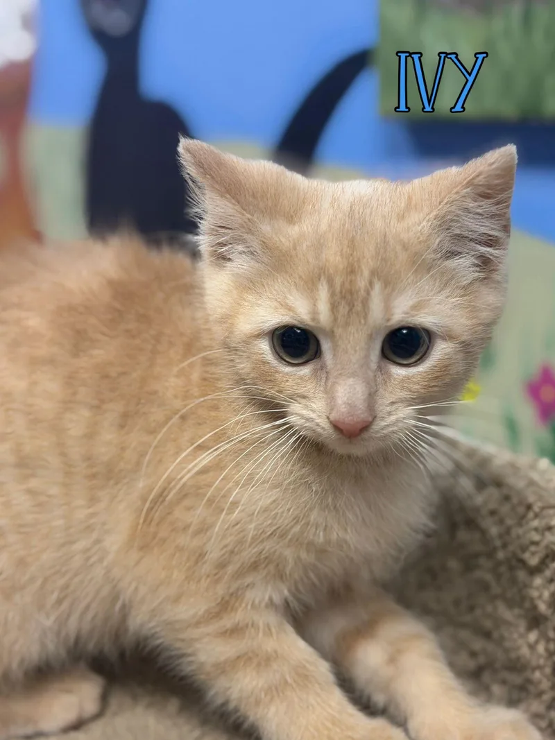 A baby medium-sized male Orange / Red Domestic Short Hair cat named Ivy for adoption in Spring Lake, NJ