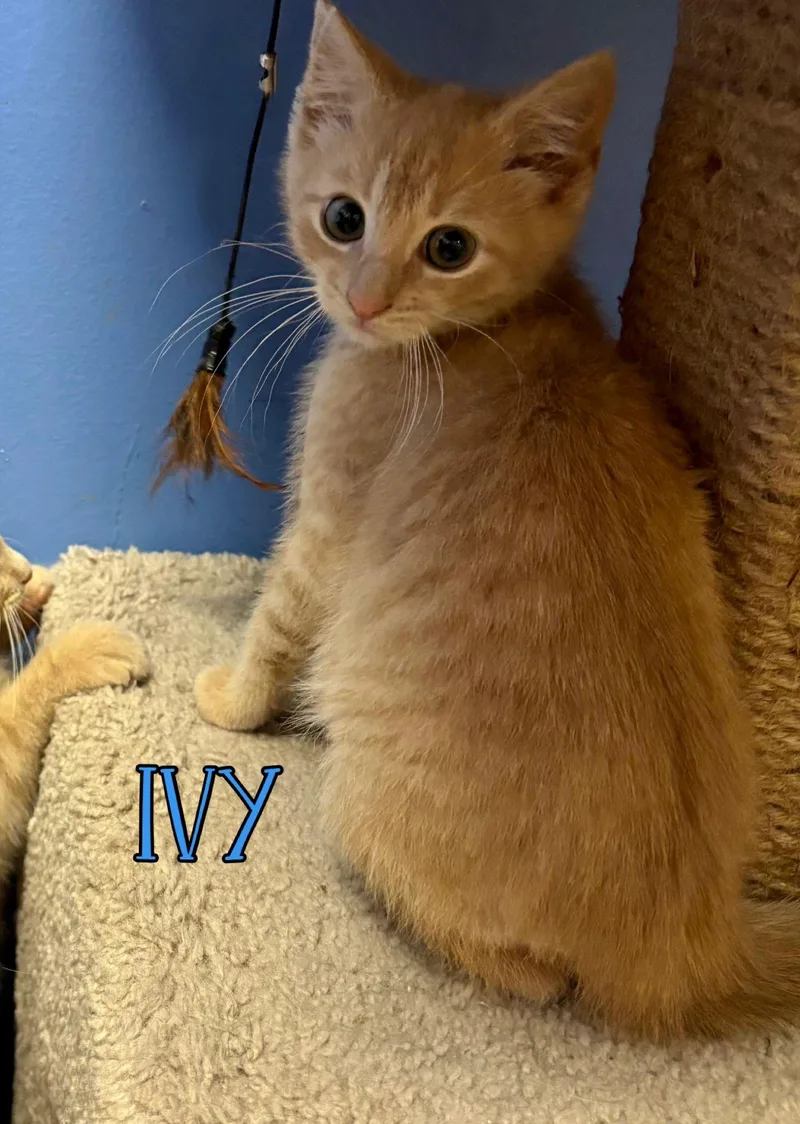 Ivy thumbnail 2