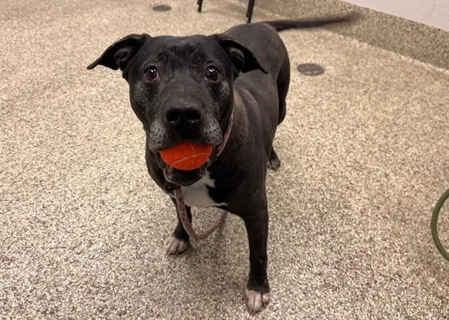An adult large-sized female Pit Bull Terrier dog named Baylee for adoption in Colorado Springs, CO