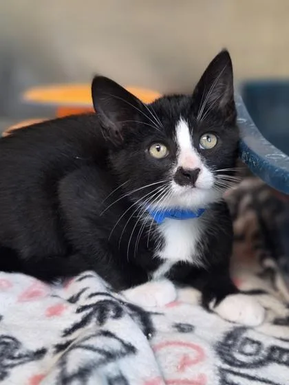 A baby small-sized male Domestic Short Hair cat named Ferb for adoption in Westland, MI