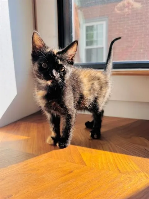 A baby small-sized female Domestic Short Hair cat named Slinky for adoption in Louisville, KY