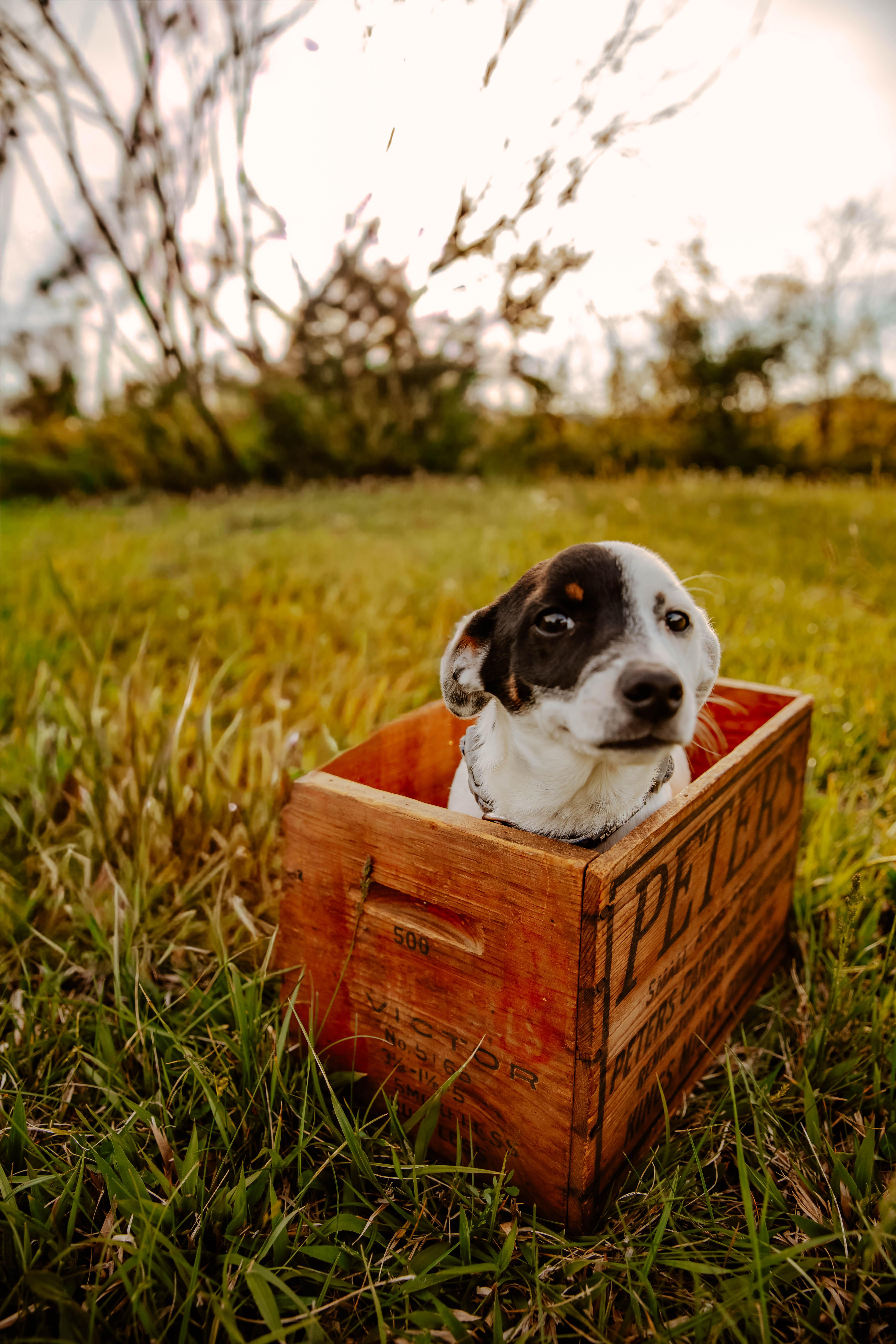 A baby small-sized male Tricolor (Brown, Black, & White) Jack Russell Terrier dog named Beans for adoption in Dowelltown, TN