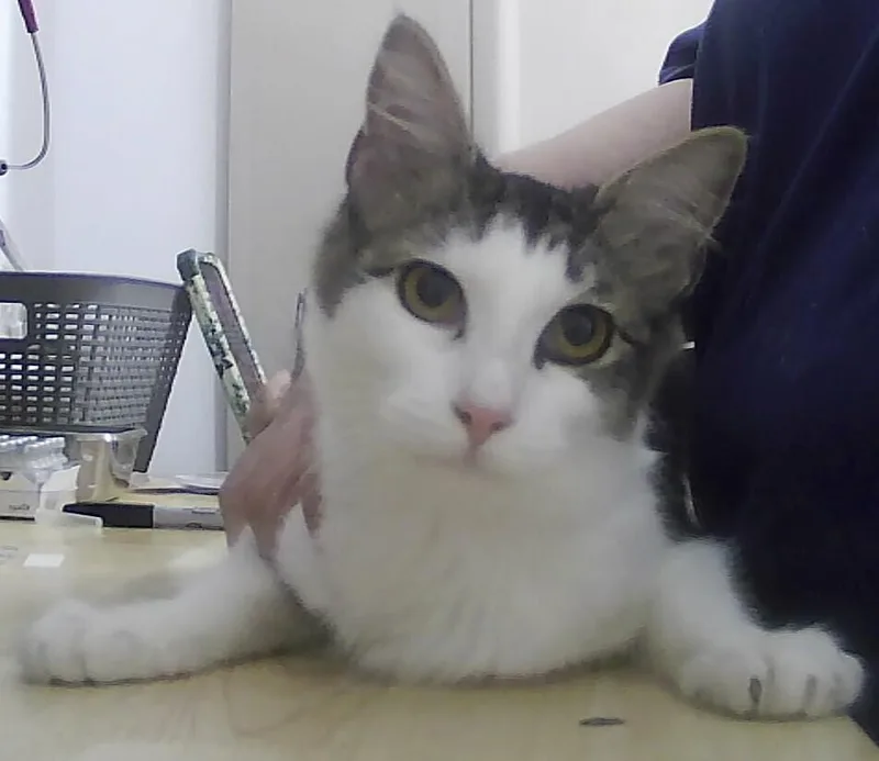 A baby medium-sized female Domestic Medium Hair cat named Nieve for adoption in Anoka, MN