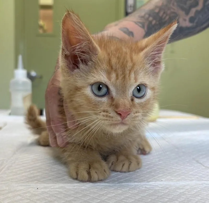 A young medium-sized male Orange / Red Domestic Short Hair cat named Mokie for adoption in Warren, PA