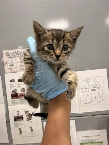 A baby small-sized male Domestic Medium Hair cat named Green Collar for adoption in San Martin, CA