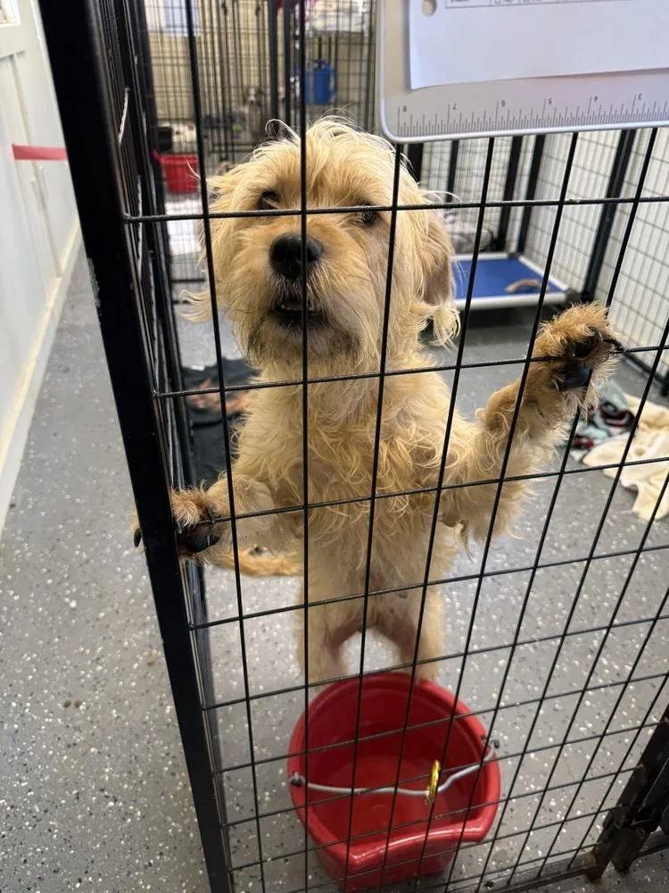 An adult medium-sized female White / Cream Poodle dog named Dizzy for adoption in Muskegon, MI