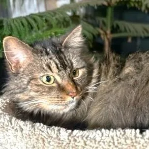 An adult medium-sized female Buff / Tan / Fawn Maine Coon cat named Geneva Gorgeous Maine for adoption in Danbury, CT