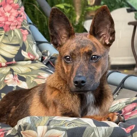 A young medium-sized female Brindle Shepherd dog named Trixie for adoption in Duncan, OK