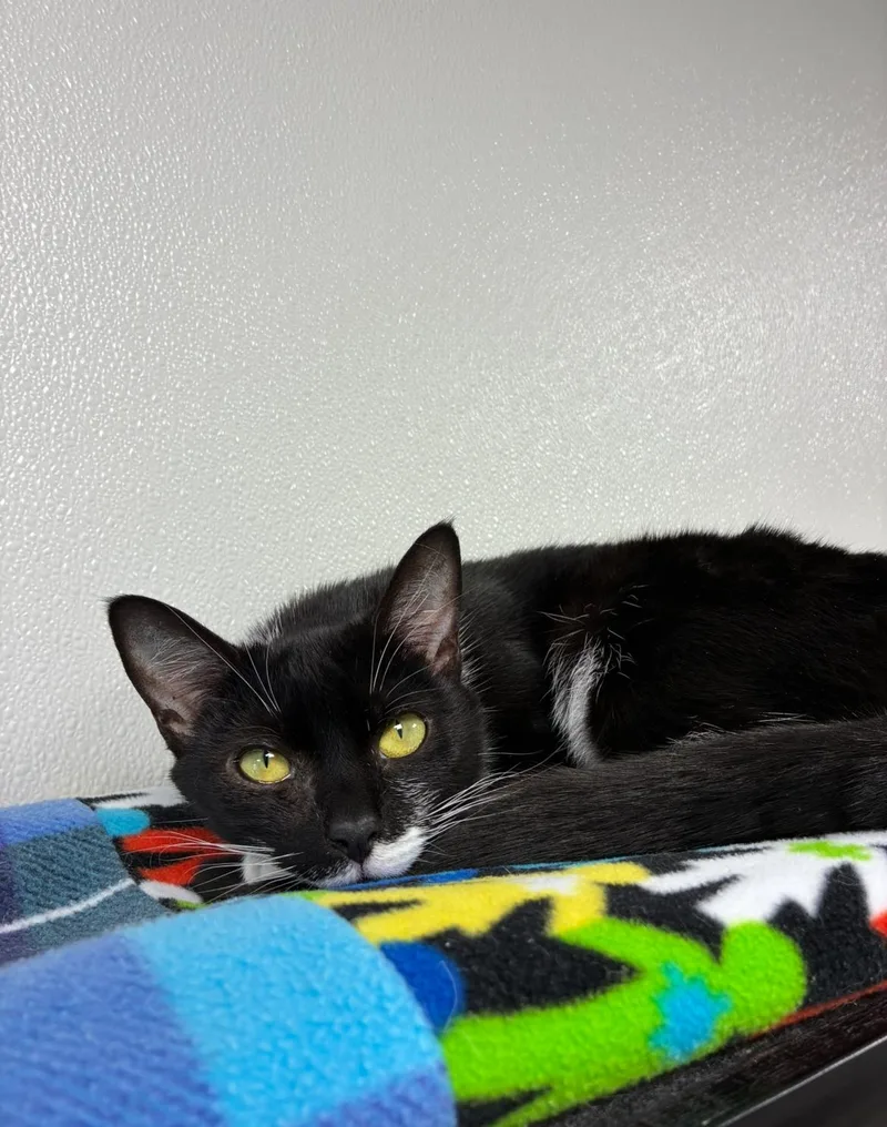 Roscoe thumbnail 2