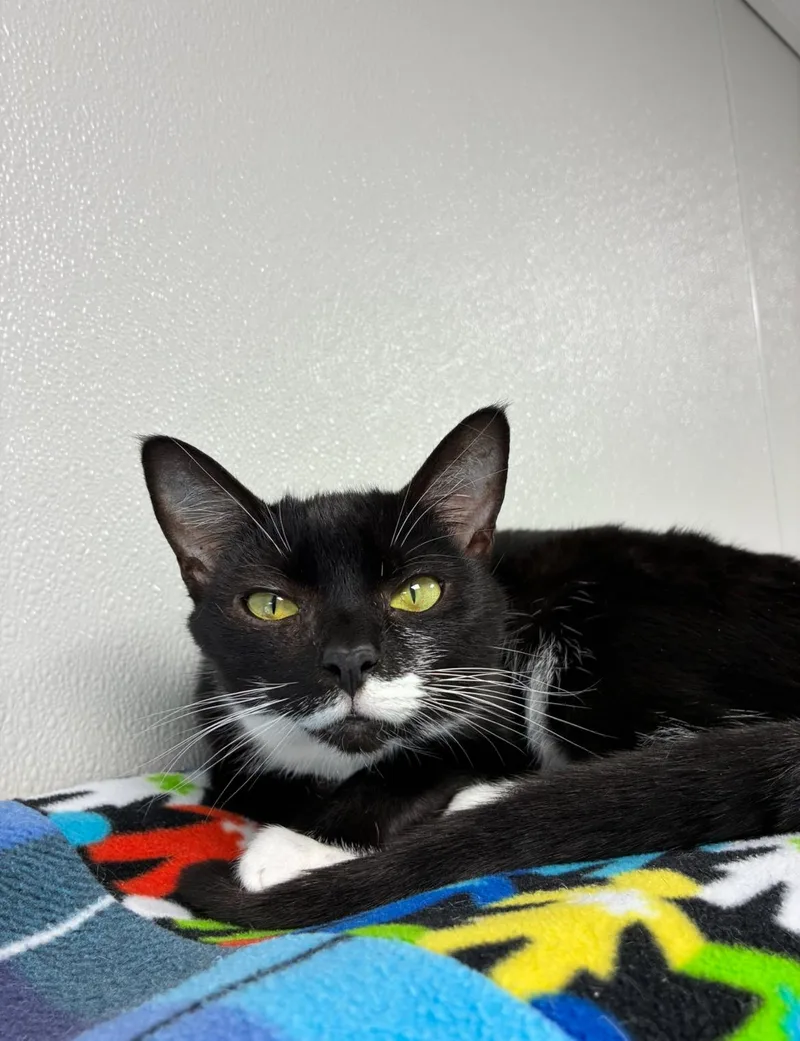 A young medium-sized female Black & White / Tuxedo Domestic Short Hair cat named Roscoe for adoption in Hornell, NY