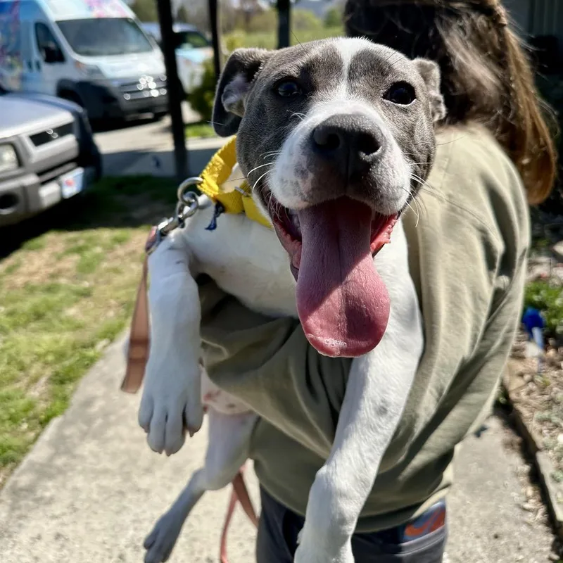 A baby large-sized female White / Cream Mixed Breed dog named Kira for adoption in Hendersonville, NC