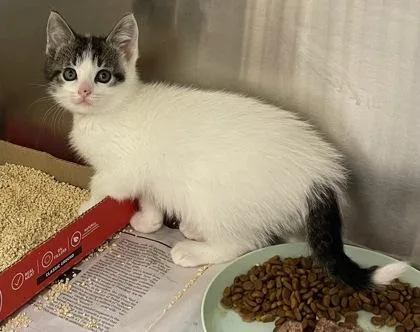 A baby small-sized female Domestic Short Hair cat named Mirabelle for adoption in Westland, MI