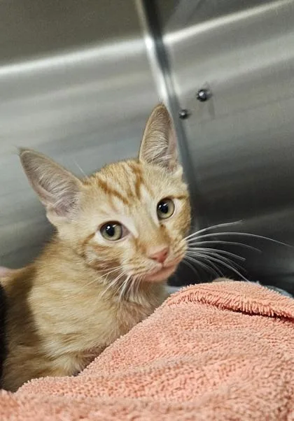 A young small-sized female Domestic Short Hair cat named Katniss for adoption in Phoenix, AZ