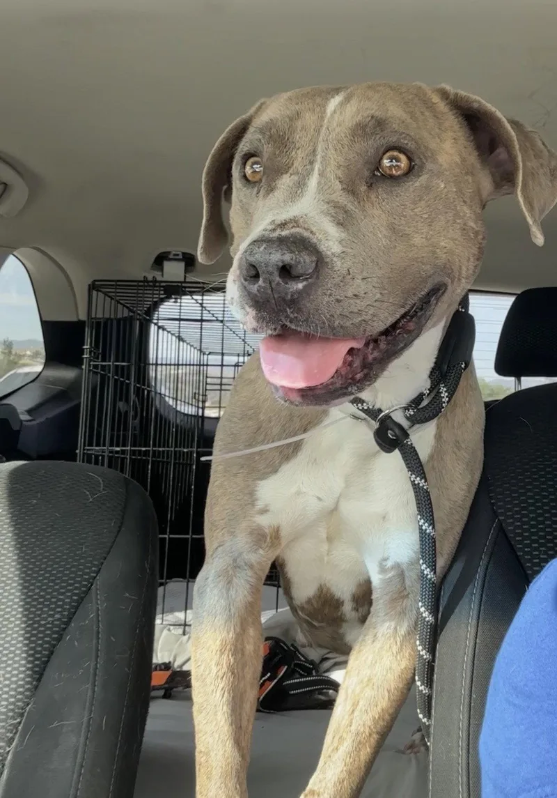 A young medium-sized female Pit Bull Terrier dog named Lena for adoption in Roseville, CA