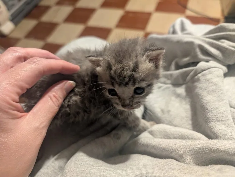 A baby small-sized male Gray & White Domestic Short Hair cat named Copper for adoption in New Cumberland, WV