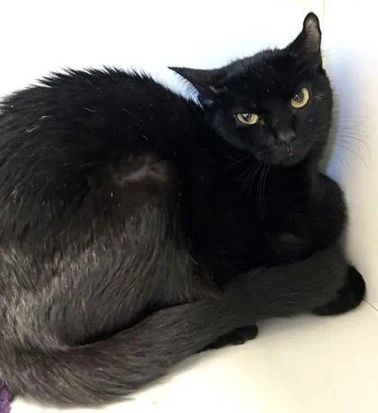 An adult medium-sized female Black Domestic Short Hair cat named Lark BONDED TO HICCUP for adoption in Stanwood, WA