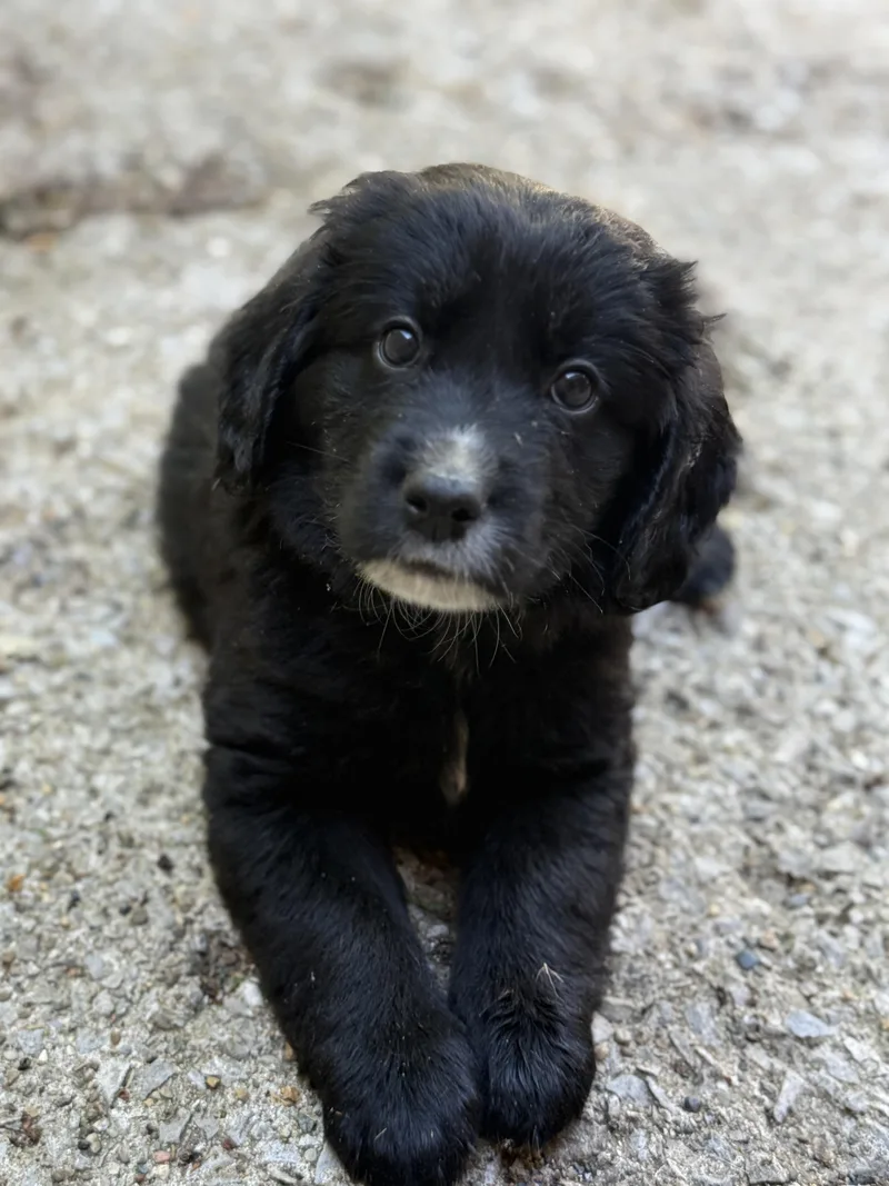 A baby medium-sized male Black Labradoodle dog named Kaden for adoption in Jeffersonville, IN