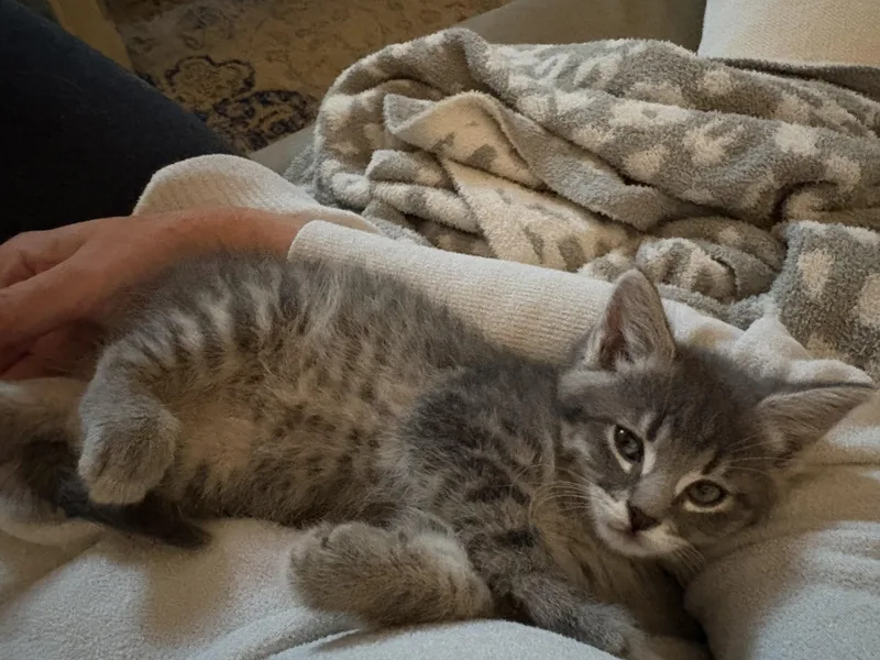 A baby small-sized female Tabby (Gray / Blue / Silver) Domestic Medium Hair cat named Ali Wong for adoption in Fruit Heights, UT