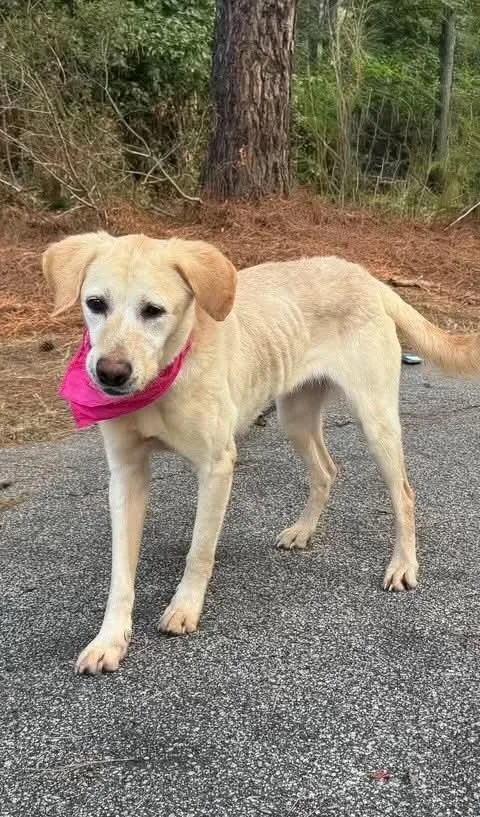 An adult medium-sized female Yellow / Tan / Blond / Fawn Yellow Labrador Retriever dog named Monica for adoption in Sumter, SC