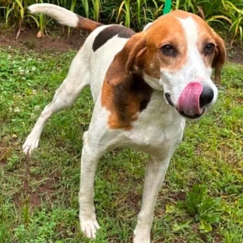 A young medium-sized male Tricolor (Brown, Black, & White) Hound dog named King for adoption in Washington DC, DC