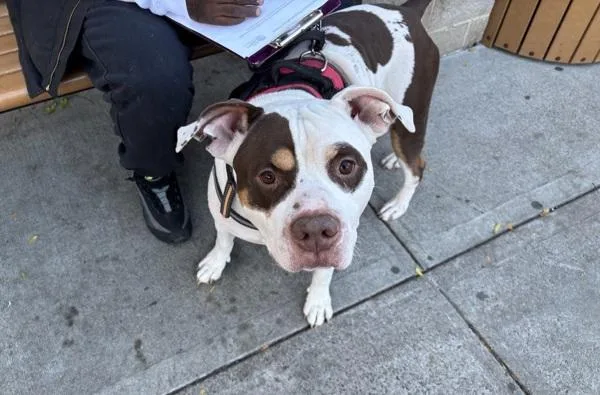 An adult large-sized male Mixed Breed dog named Dabbles for adoption in New York, NY