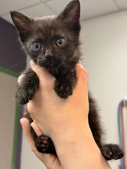 A baby small-sized male Domestic Short Hair cat named Scorpio for adoption in Memphis, TN