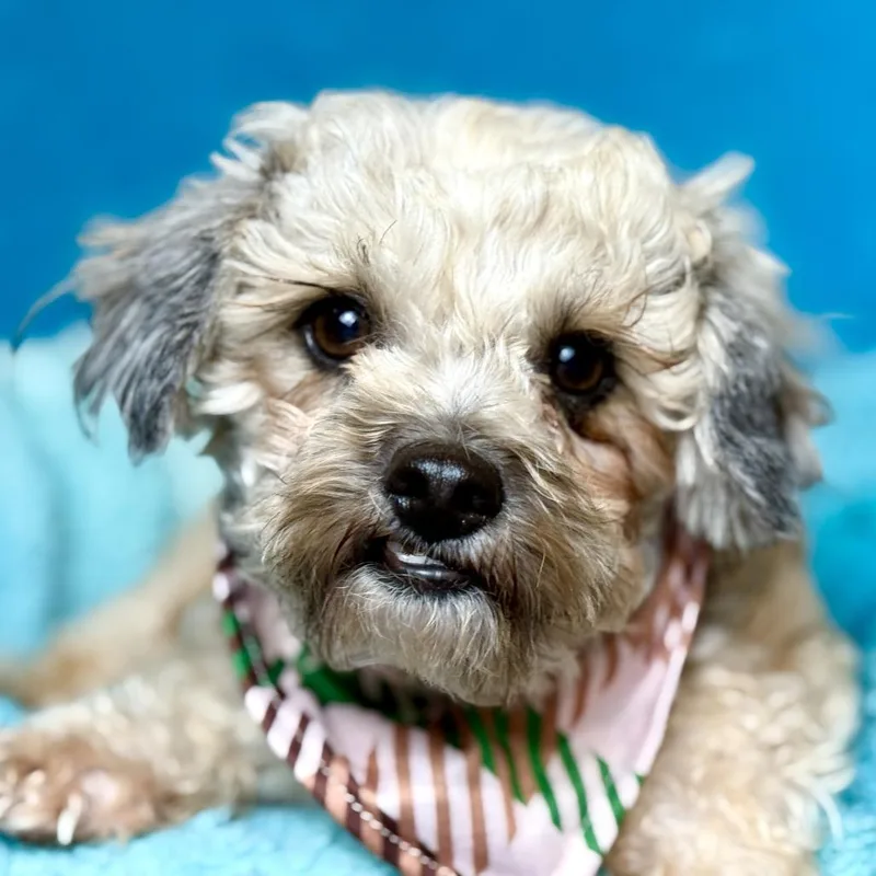 Curlycute Shy Guy That thumbnail 2