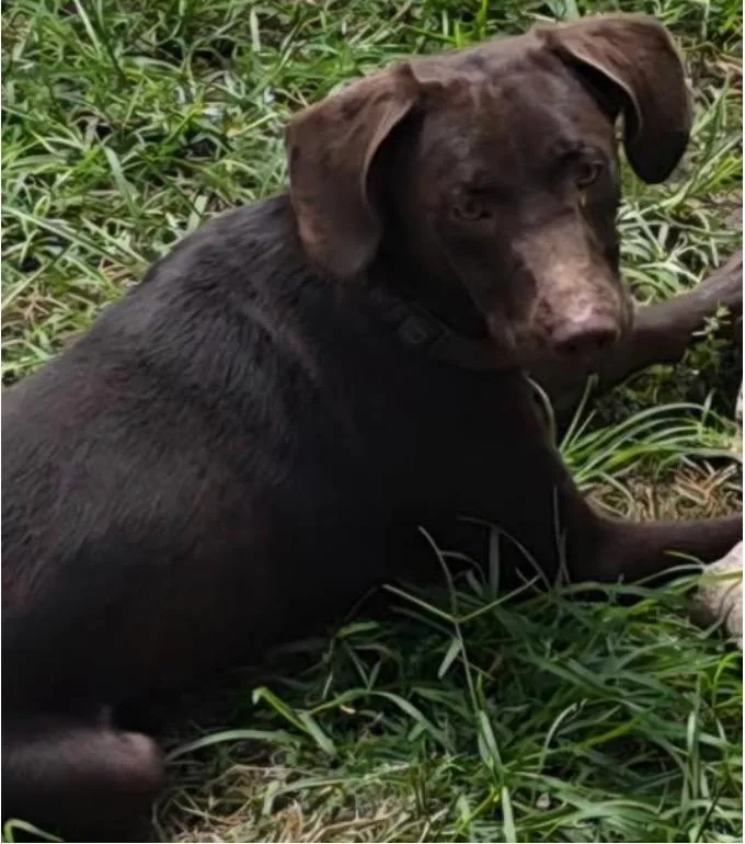 A young medium-sized male Labrador Retriever dog named Max for adoption in Rock Hill, NY