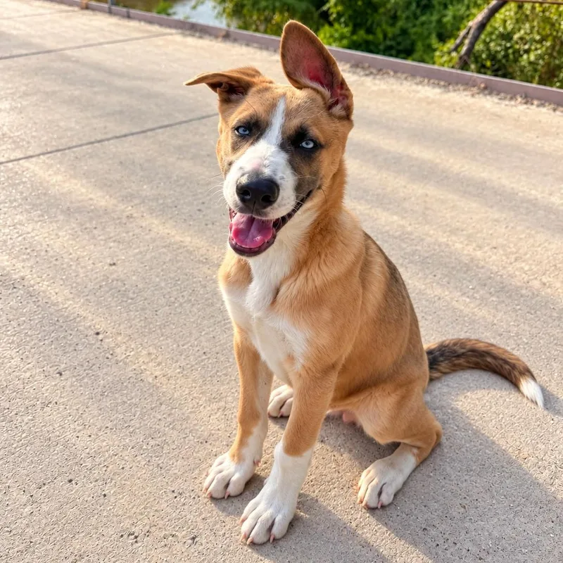 A baby medium-sized male Red / Chestnut / Orange Shepherd dog named Brody for adoption in Oak Point, TX