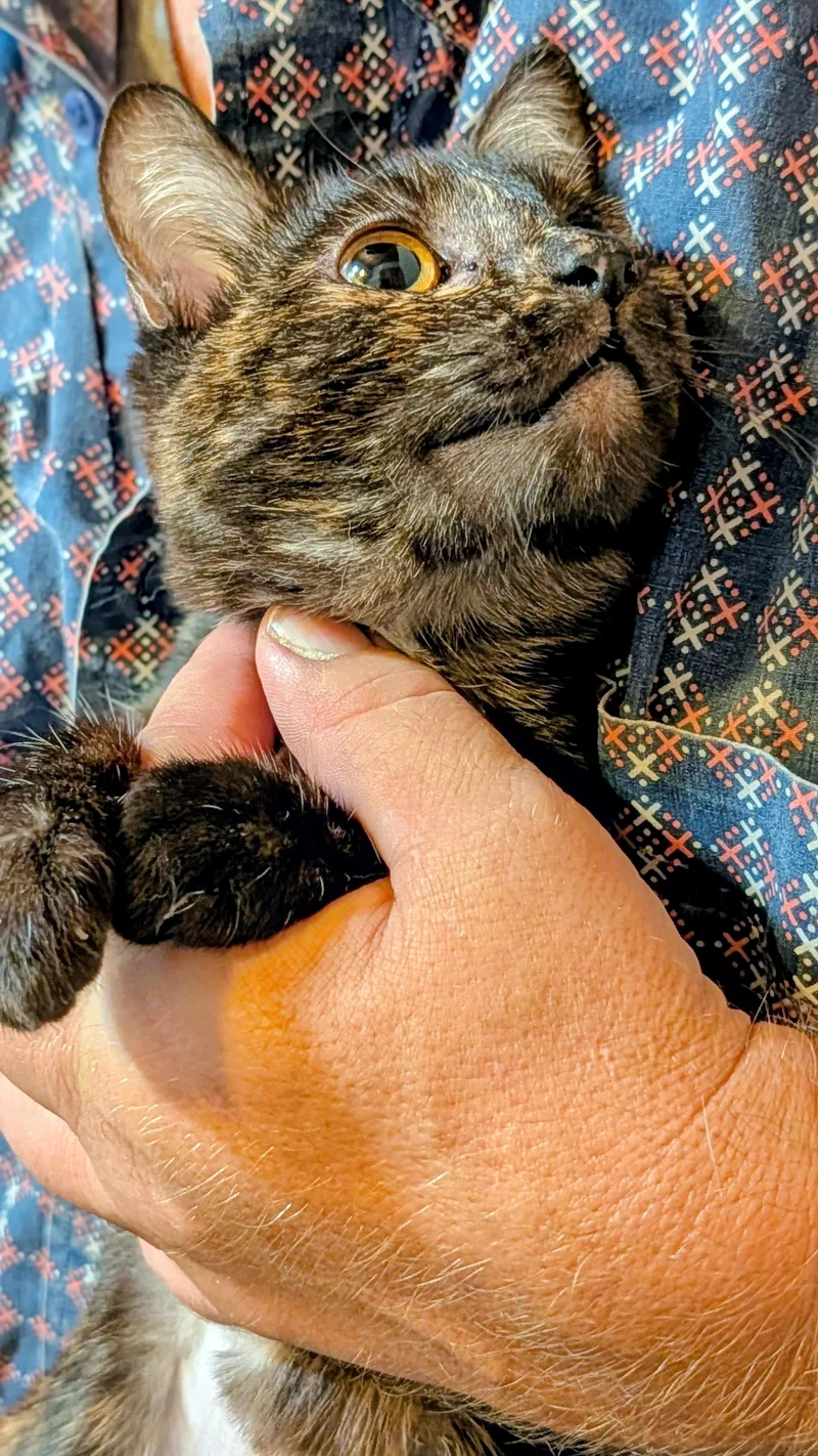 An adult small-sized female Tortoiseshell cat named LaBooBoo for adoption in Pena Blanca, NM