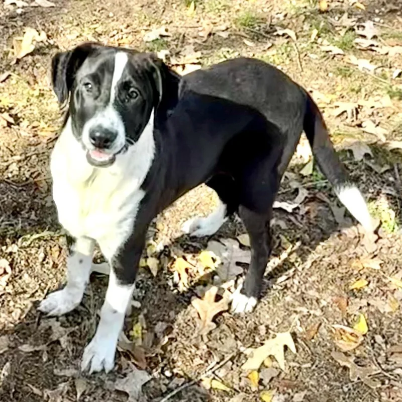 A young medium-sized male Feist dog named Prince for adoption in Queen City, TX