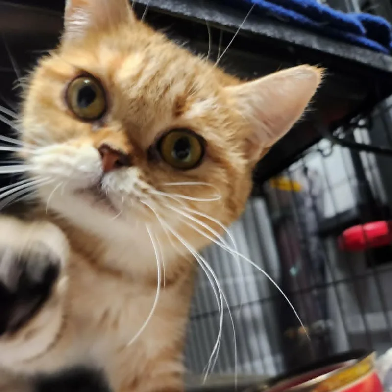 An adult medium-sized female Orange / Red Scottish Fold cat named Marigold for adoption in Hampton Bays, NY