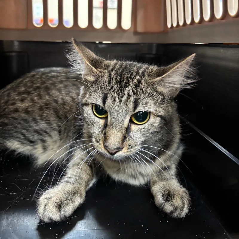 A young medium-sized female Gray / Blue / Silver Domestic Medium Hair cat named Roxy for adoption in Birmingham, AL