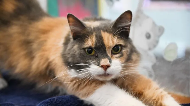 An adult medium-sized female Domestic Medium Hair cat named Kahlo for adoption in St. James City, FL