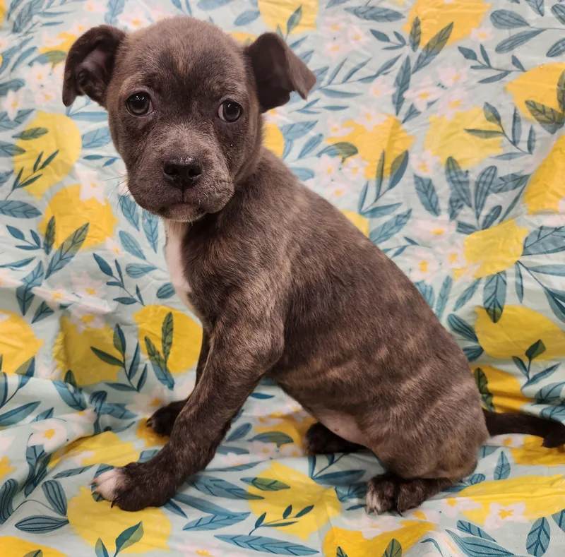 Lucy Taking Applications Only thumbnail 2