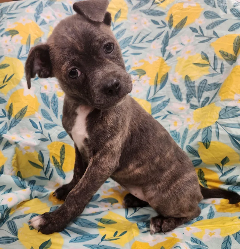 Lucy Taking Applications Only