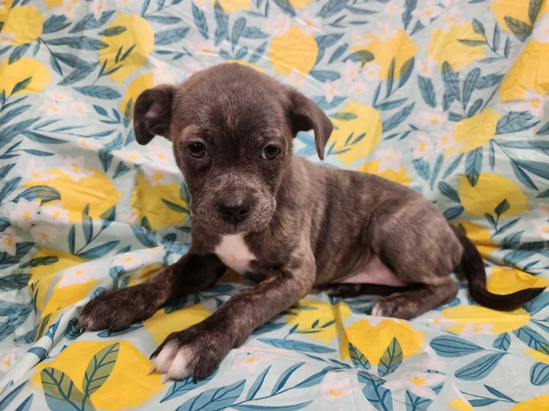 Lucy Taking Applications Only thumbnail 3