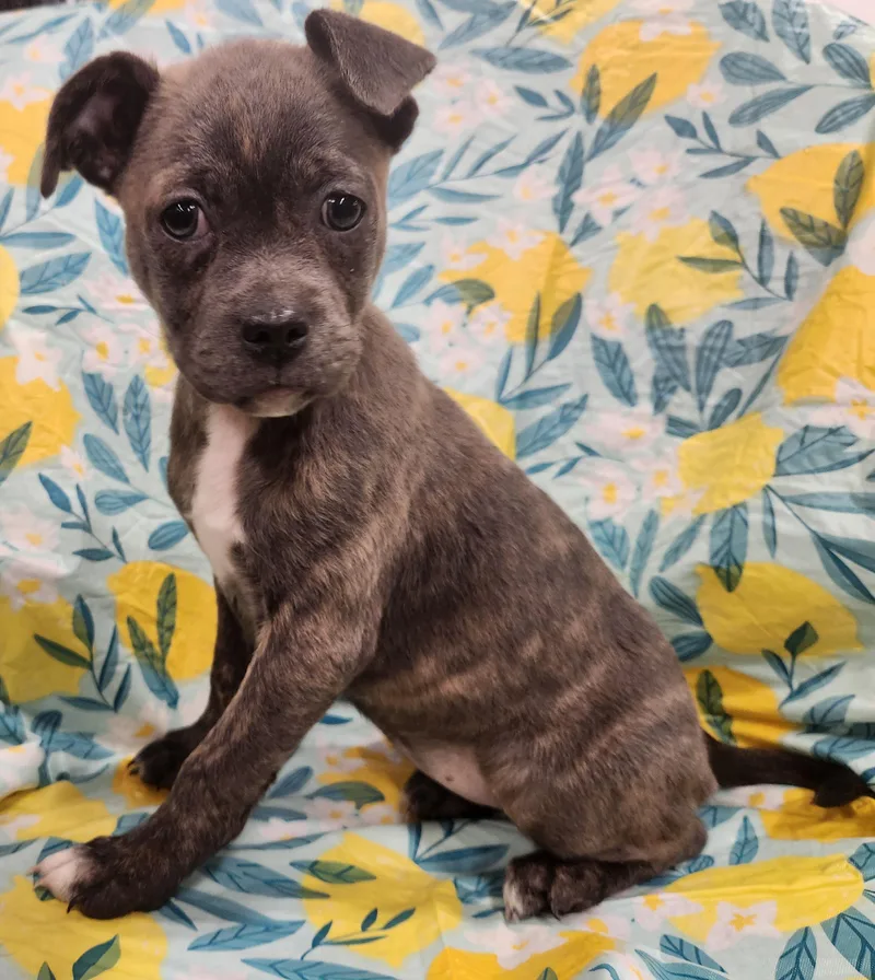 Lucy Taking Applications Only thumbnail 4