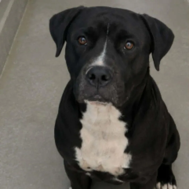 An adult small-sized male Black American Staffordshire Terrier dog named Maxwell for adoption in Kingman, AZ