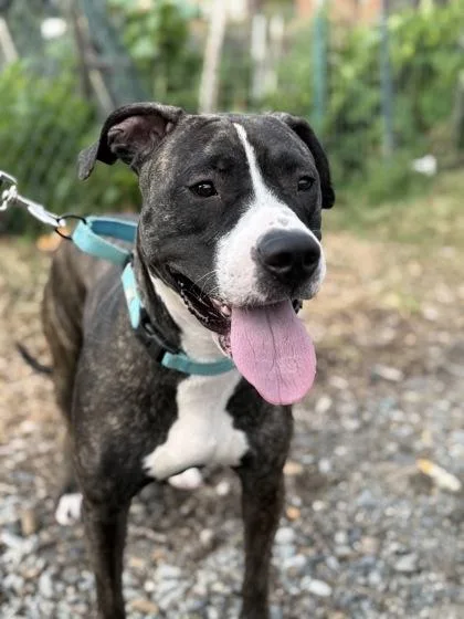 An adult large-sized female Mixed Breed dog named Nyala for adoption in Washington, DC