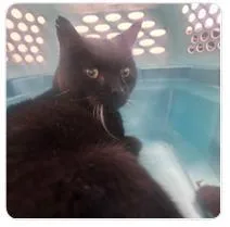 An adult medium-sized male Domestic Short Hair cat named Norwin for adoption in West Chester, PA